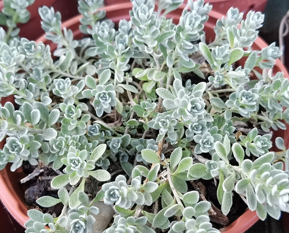Alyssum repens